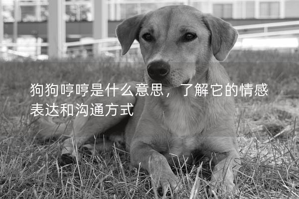 狗狗哼哼是什么意思，了解它的情感表达和沟通方式