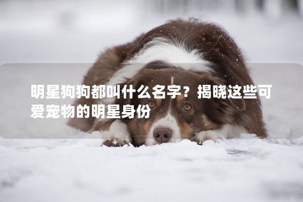 明星狗狗都叫什么名字？揭晓这些可爱宠物的明星身份