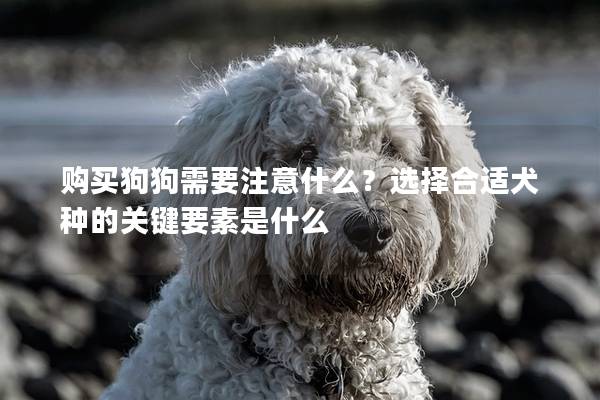 购买狗狗需要注意什么？选择合适犬种的关键要素是什么
