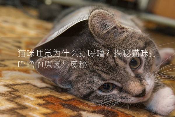 猫咪睡觉为什么打呼噜？揭秘猫咪打呼噜的原因与奥秘