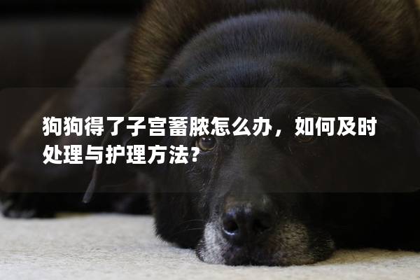 狗狗得了子宫蓄脓怎么办，如何及时处理与护理方法？