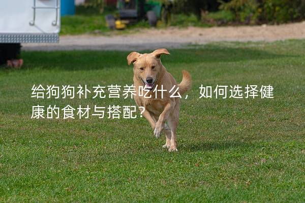 给狗狗补充营养吃什么，如何选择健康的食材与搭配？