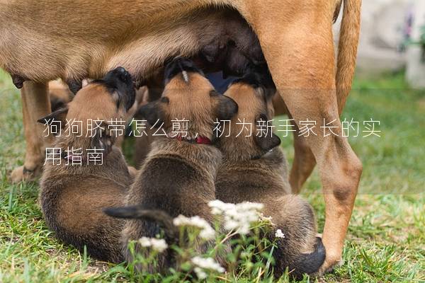 狗狗脐带怎么剪，初为新手家长的实用指南