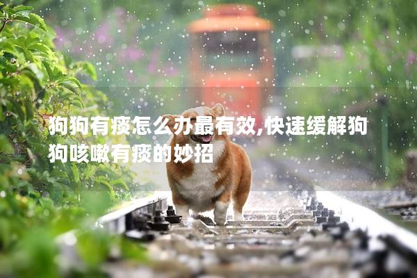 狗狗有痰怎么办最有效,快速缓解狗狗咳嗽有痰的妙招