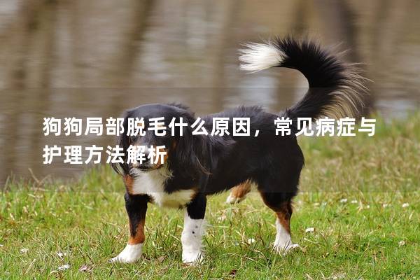 狗狗局部脱毛什么原因，常见病症与护理方法解析