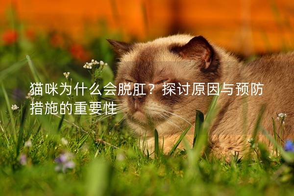 猫咪为什么会脱肛？探讨原因与预防措施的重要性
