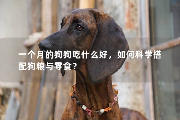 一个月的狗狗吃什么好，如何科学搭配狗粮与零食？
