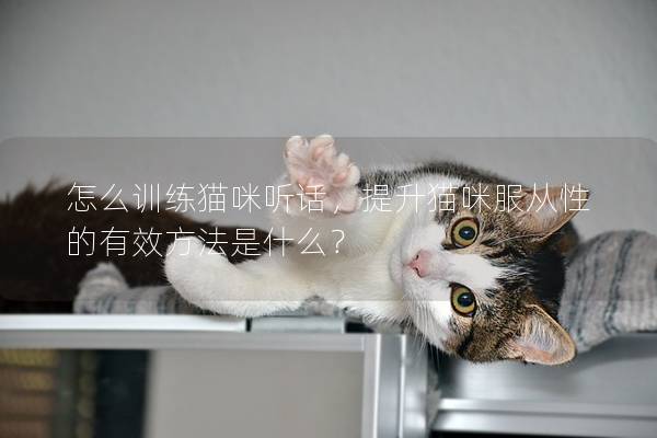 怎么训练猫咪听话，提升猫咪服从性的有效方法是什么？