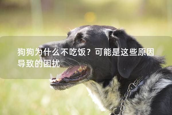 狗狗为什么不吃饭？可能是这些原因导致的困扰