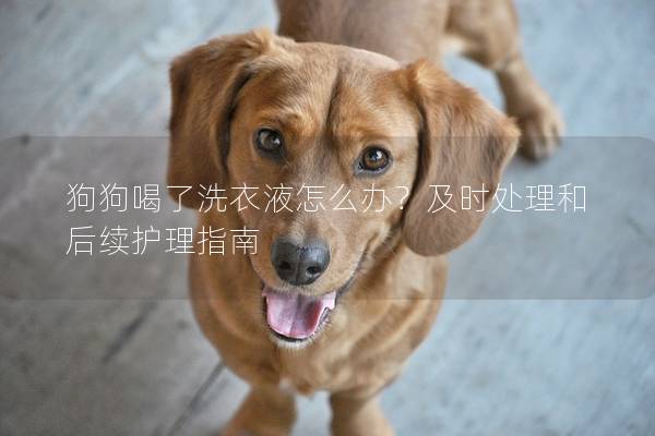 狗狗喝了洗衣液怎么办？及时处理和后续护理指南