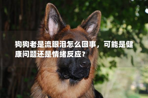 狗狗老是流眼泪怎么回事，可能是健康问题还是情绪反应？