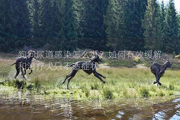 狗狗尿道感染怎么办？如何有效缓解和治疗犬只不适症状