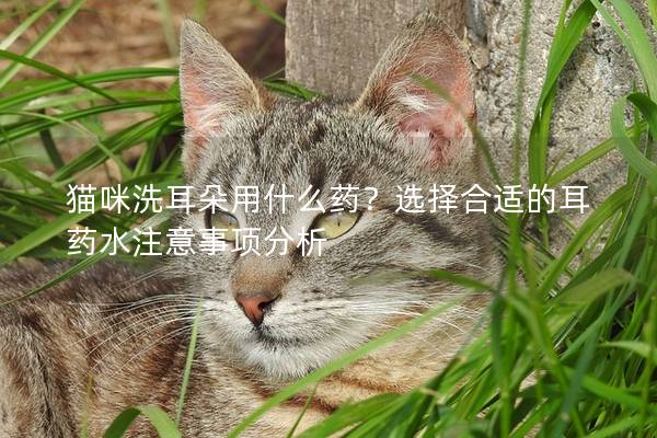 猫咪洗耳朵用什么药？选择合适的耳药水注意事项分析