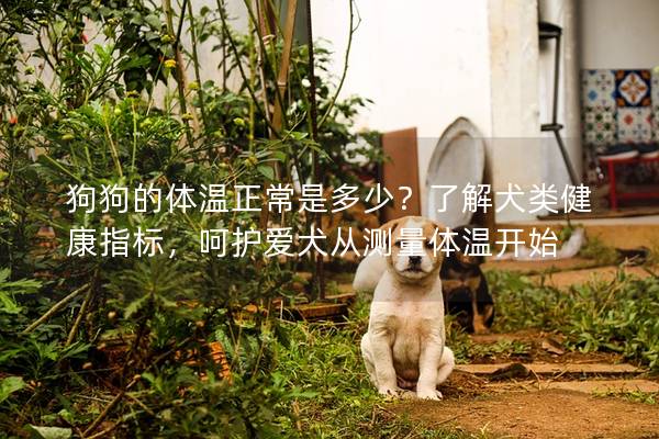 狗狗的体温正常是多少？了解犬类健康指标，呵护爱犬从测量体温开始