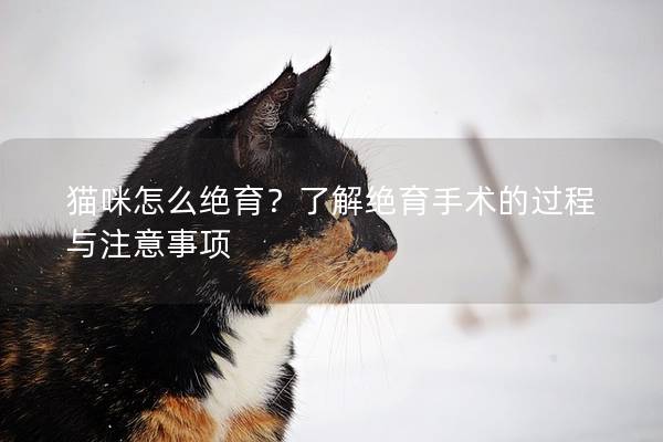 猫咪怎么绝育？了解绝育手术的过程与注意事项