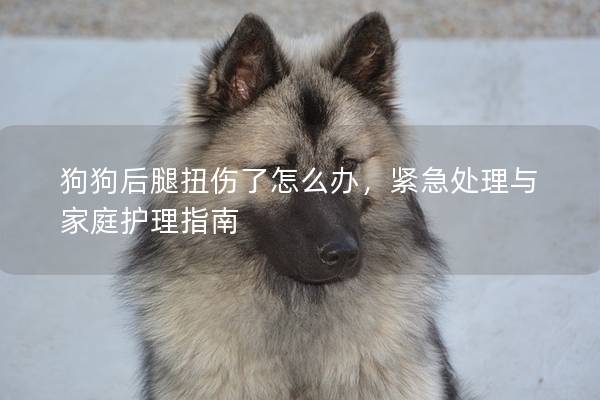 狗狗后腿扭伤了怎么办，紧急处理与家庭护理指南