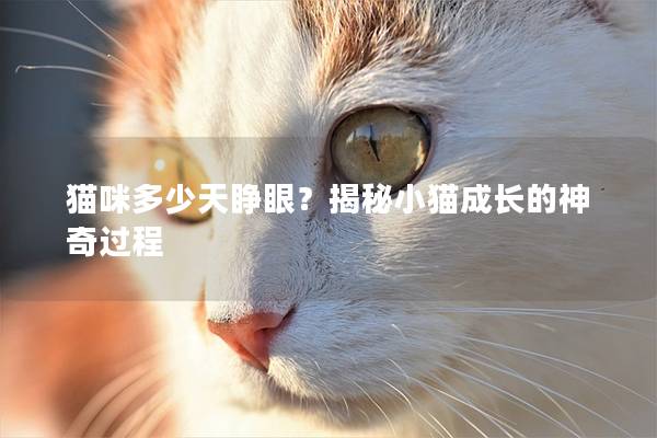 猫咪多少天睁眼？揭秘小猫成长的神奇过程