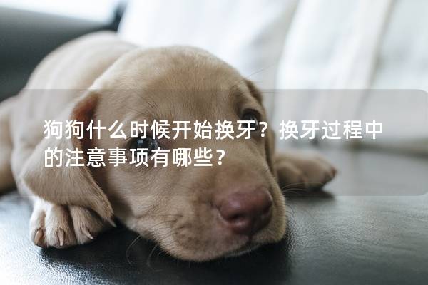 狗狗什么时候开始换牙？换牙过程中的注意事项有哪些？