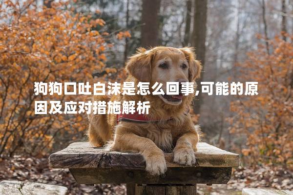 狗狗口吐白沫是怎么回事,可能的原因及应对措施解析