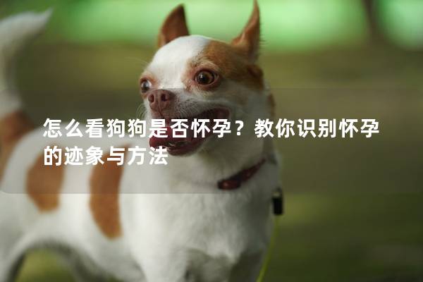 怎么看狗狗是否怀孕？教你识别怀孕的迹象与方法