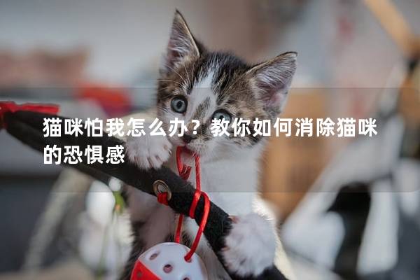猫咪怕我怎么办？教你如何消除猫咪的恐惧感