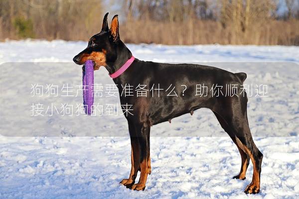 狗狗生产需要准备什么？助你顺利迎接小狗狗的到来