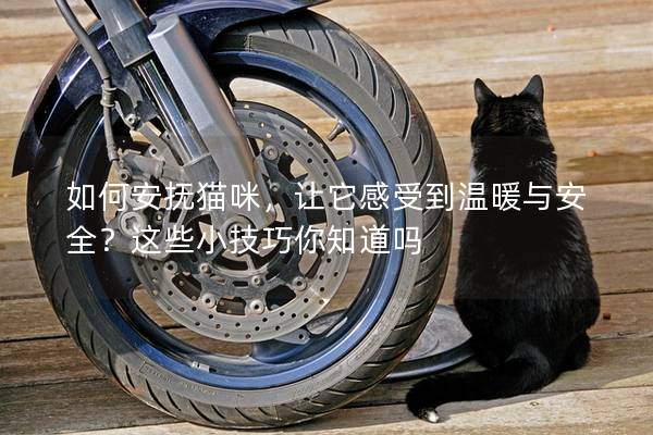 如何安抚猫咪，让它感受到温暖与安全？这些小技巧你知道吗