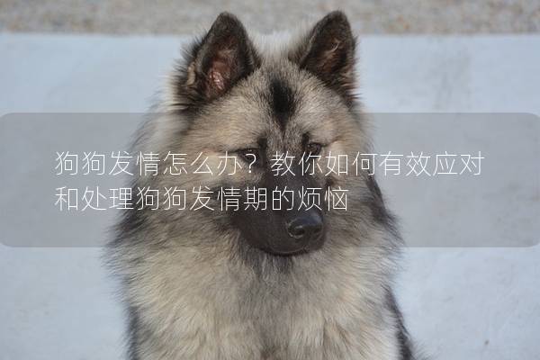 狗狗发情怎么办？教你如何有效应对和处理狗狗发情期的烦恼