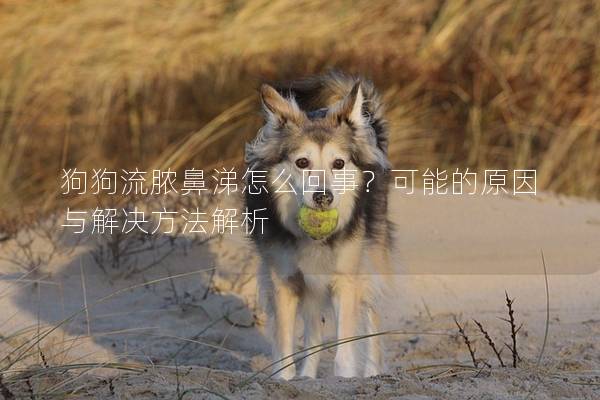 狗狗流脓鼻涕怎么回事？可能的原因与解决方法解析