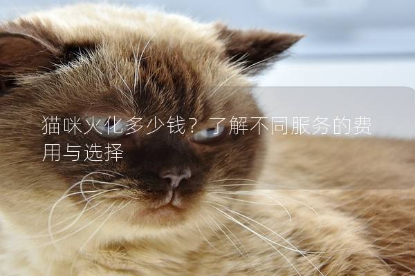 猫咪火化多少钱？了解不同服务的费用与选择