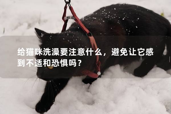 给猫咪洗澡要注意什么，避免让它感到不适和恐惧吗？