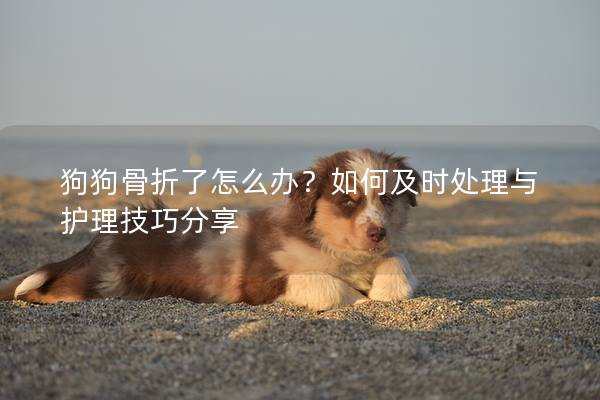 狗狗骨折了怎么办？如何及时处理与护理技巧分享