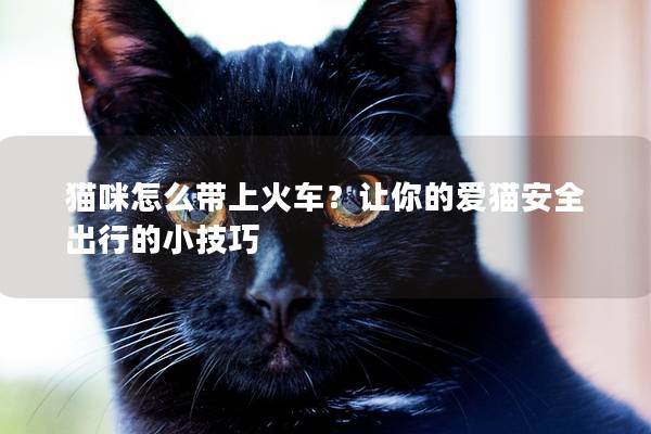 猫咪怎么带上火车？让你的爱猫安全出行的小技巧
