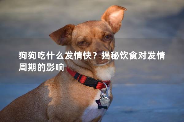 狗狗吃什么发情快？揭秘饮食对发情周期的影响