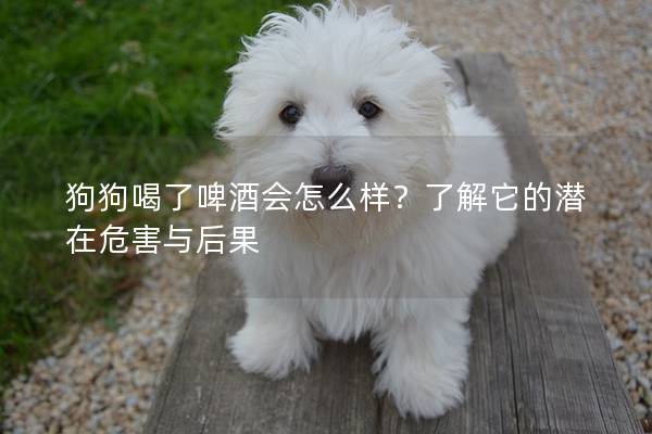 狗狗喝了啤酒会怎么样？了解它的潜在危害与后果