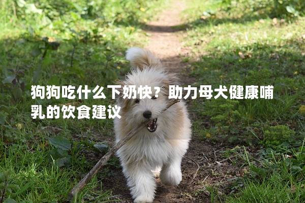 狗狗吃什么下奶快？助力母犬健康哺乳的饮食建议