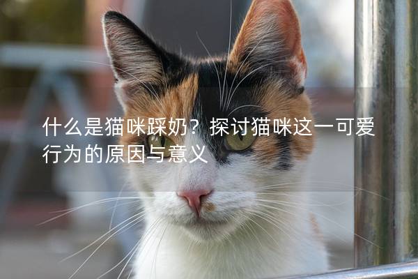 什么是猫咪踩奶？探讨猫咪这一可爱行为的原因与意义