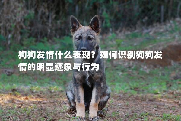 狗狗发情什么表现？如何识别狗狗发情的明显迹象与行为