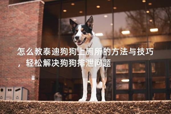 怎么教泰迪狗狗上厕所的方法与技巧，轻松解决狗狗排泄问题