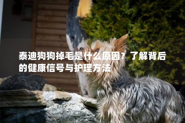 泰迪狗狗掉毛是什么原因？了解背后的健康信号与护理方法