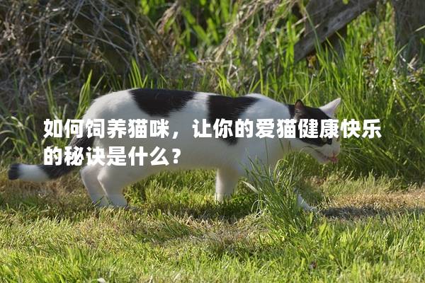 如何饲养猫咪，让你的爱猫健康快乐的秘诀是什么？
