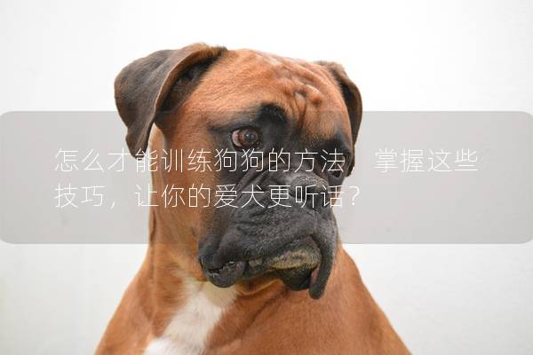 怎么才能训练狗狗的方法，掌握这些技巧，让你的爱犬更听话？
