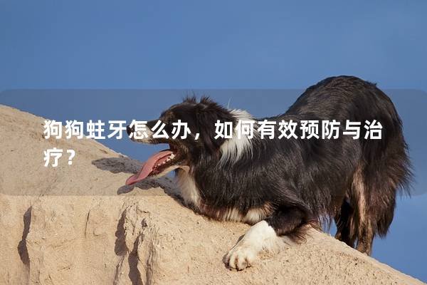 狗狗蛀牙怎么办，如何有效预防与治疗？