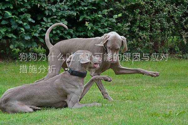 狗狗为什么吐了？可能的原因与应对措施分析