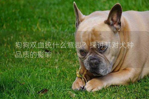 狗狗双血统什么意思？探讨其对犬种品质的影响
