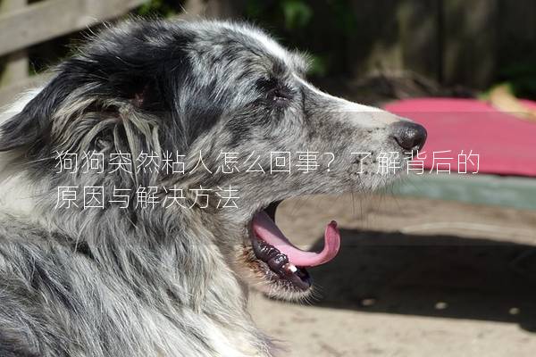 狗狗突然粘人怎么回事？了解背后的原因与解决方法