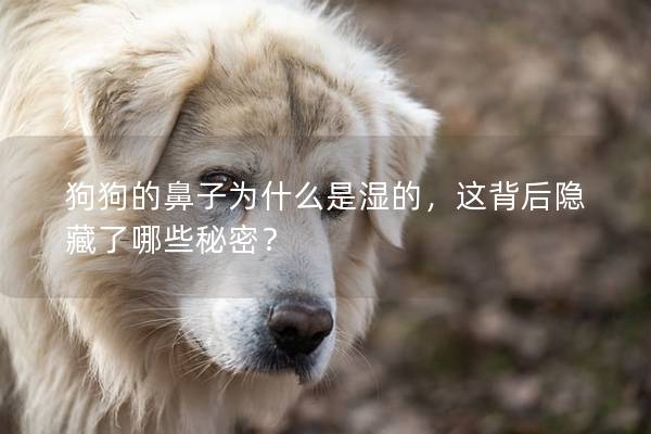狗狗的鼻子为什么是湿的，这背后隐藏了哪些秘密？