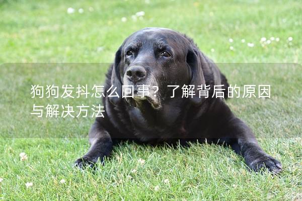 狗狗发抖怎么回事？了解背后的原因与解决方法