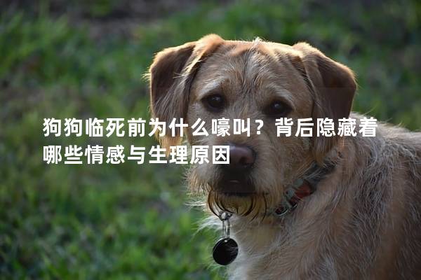 狗狗临死前为什么嚎叫？背后隐藏着哪些情感与生理原因