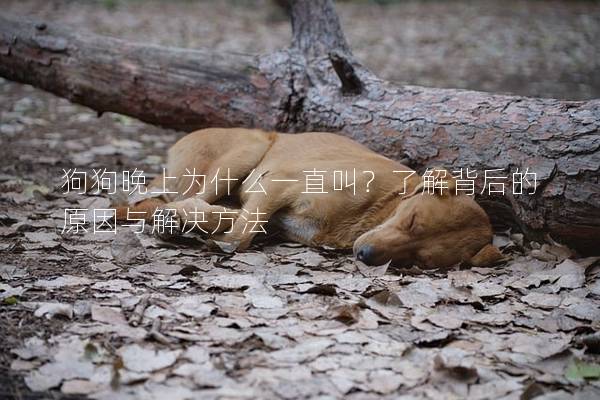狗狗晚上为什么一直叫？了解背后的原因与解决方法